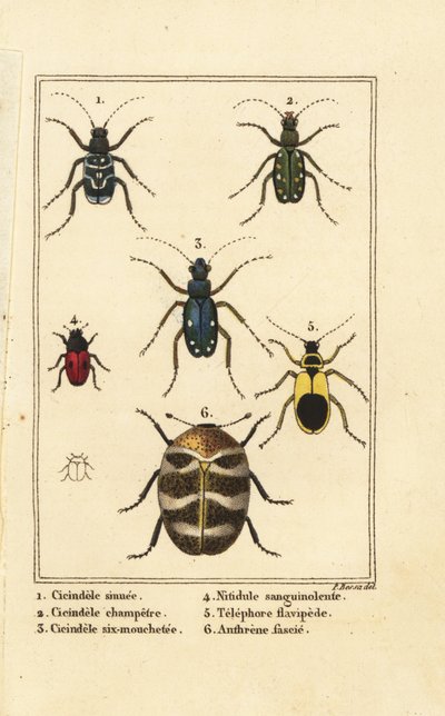 Tiikerikuoriaiset, Cicindela sinuata 1, Cicindela campestris 2, Cicindela sexguttata 3, Nitidula verinen 4, monipuolinen mattokuoriainen, kellertävä telefori 5, Anthrenus verbasci 6 tekijältä Pancrace (after) Bessa