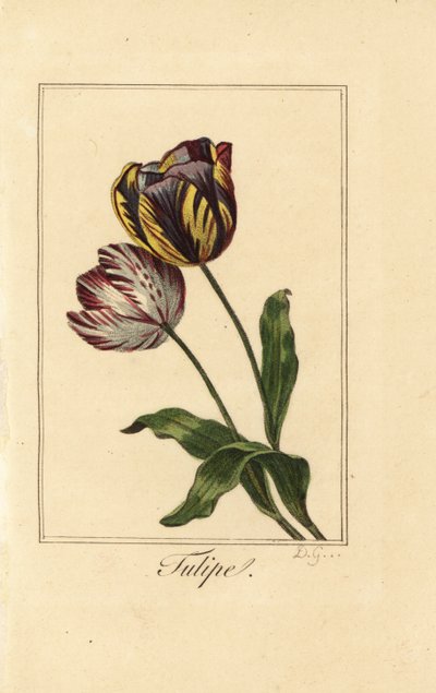 Tulppaani, tulppaani, Tulipa gesneriana lajikkeet tekijältä Pancrace (after) Bessa