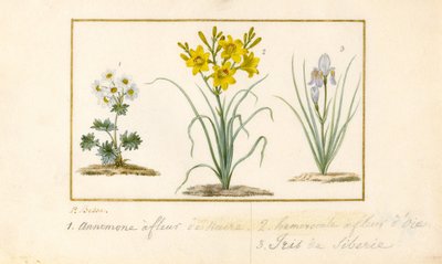 Annemone, Hemerocale ja Iris (grafiitti, wc ja vartaloväri vellum) tekijältä Pancrace Bessa