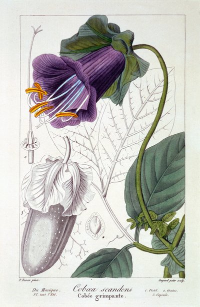 Cobaea scandens, 1836 (käsinvärinen kaiverrus) tekijältä Pancrace Bessa
