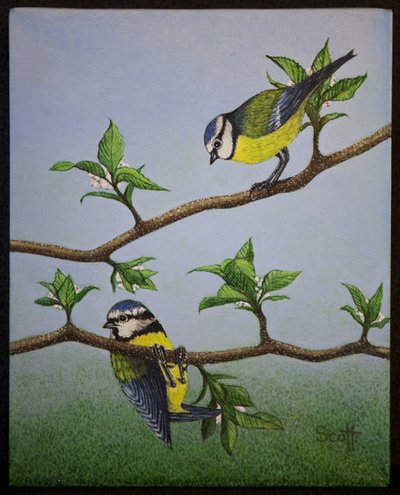 Bluetits, 2016 tekijältä Pat Scott