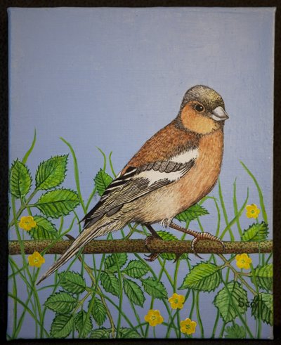 Chaffinch, 2016 tekijältä Pat Scott