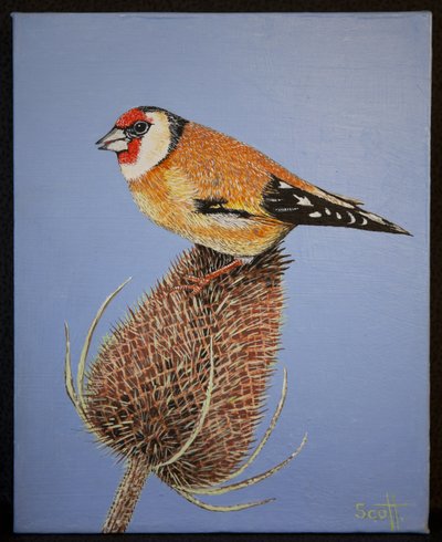 Goldfinch, 2016 tekijältä Pat Scott