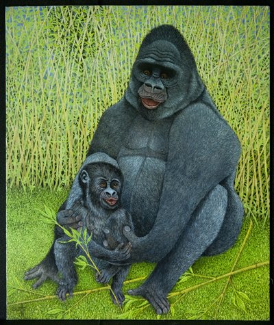 Gorillat tekijältä Pat Scott