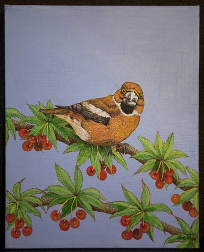 Haukipudas, 2016 tekijältä Pat Scott