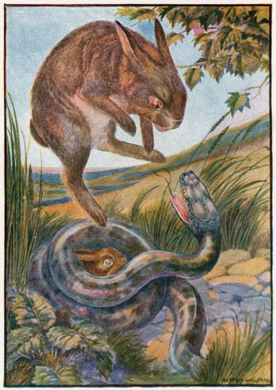 Hyppääessään hän löi käärmeeseen vahvoilla takakynsillä (väri litho) tekijältä Patten Wilson