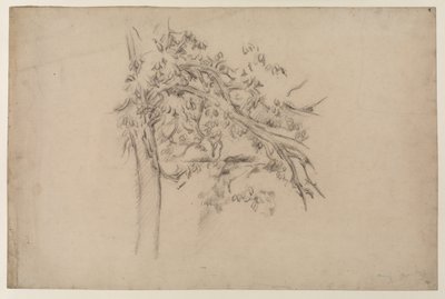 Study of a Tree, n. 1885-1887 (grafiitti paperille) tekijältä Paul Cézanne