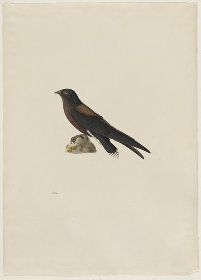 Neulakärkinen swift Hirundapus caudacutus, 1800-luku. tekijältä Paul Huet