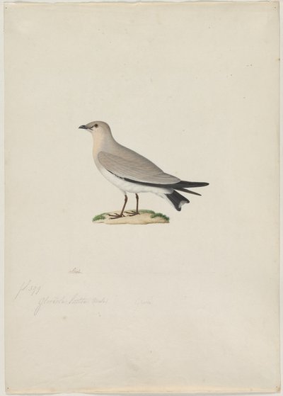 Pieni Pratincole Glareola lactea, 1800-luku. tekijältä Paul Huet
