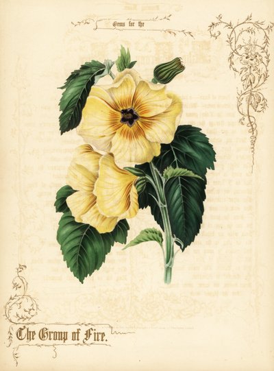 Keltaiset hibiscus-kukat ja lehdet. tekijältä Paul Jerrard