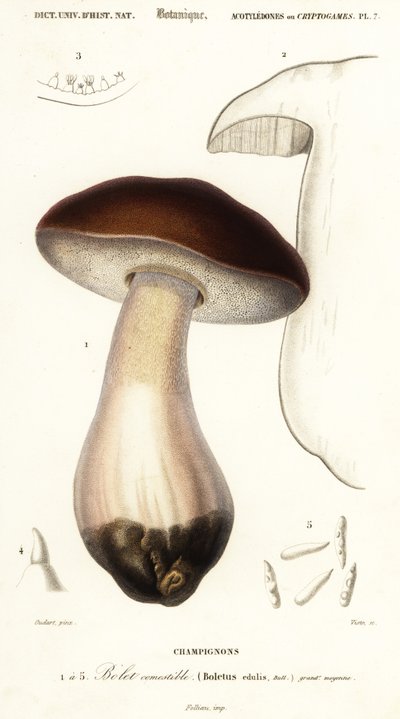 Cep, penny pulla, porcino tai porcini, Boletus edulis. ,1849 (kaiverrus) tekijältä Paul Louis Oudart