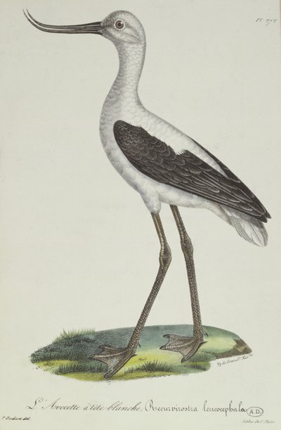 Valkopäinen avoketti, 1800-luvun alku (värikaiverrus) tekijältä Paul Louis Oudart