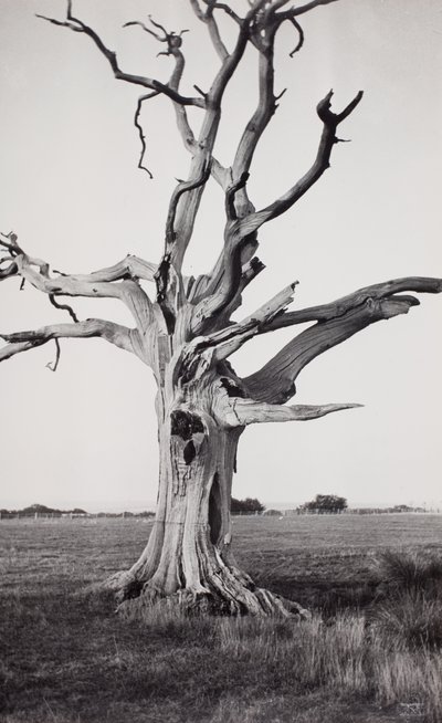 Kuollut puu, Romney Marsh tekijältä Paul Nash