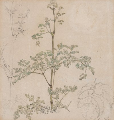Koiranputkitutkielma tekijältä Paul Sandby