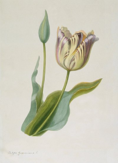Tulipa, Tulppaani, c1840-1880. tekijältä Pauline Girardin