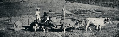 "Härkäkärryt", 1895 tekijältä Paulo Sack
