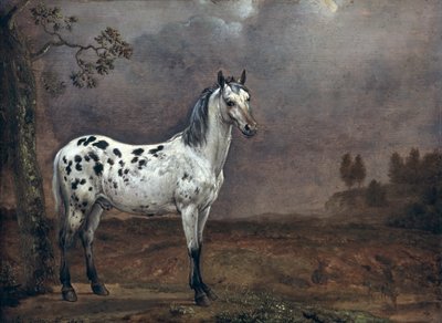 Piebaldin hevonen tekijältä Paulus Potter