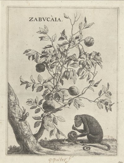 Zabucaiaboom en een aap Zabvcàia (otsikko esineessä) tekijältä Paulus Potter
