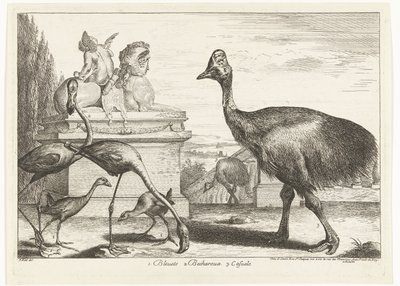 Kasuat, violetti noki ja flamingot 1. Bleuets 2 Becharoux 3. Casuels (otsikko esineessä) Birds from the Menagerie of Versailles (sarjan nimi) tekijältä Peeter Boel (attributed to)