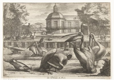 pelikaanit des Pelicans de Mere (otsikko esineessä) Birds from the Menagerie of Versailles (sarjan nimi) tekijältä Peeter Boel (attributed to)