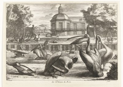 pelikaanit des Pelicans de Mere (otsikko esineessä) Birds from the Menagerie of Versailles (sarjan nimi) tekijältä Peeter Boel (attributed to)
