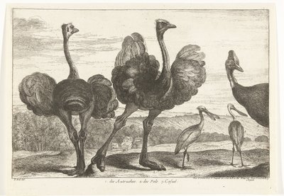 Strutsi, Cassowary ja Spoonbill 1. Autruches. 2. des Pals. c. rento Birds from the Menagerie of Versailles (sarjan nimi) tekijältä Peeter Boel (attributed to)