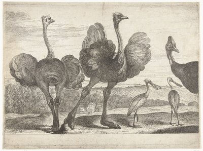 Strutsi, Cassowary ja Spoonbill Birds from the Menagerie of Versailles (sarjan nimi) tekijältä Peeter Boel (attributed to)