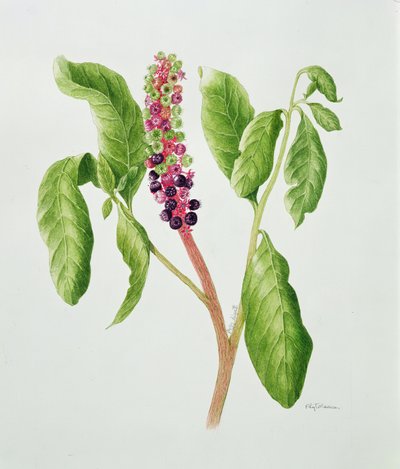 Phytolacca (akvarelli) tekijältä Peggy Wyatt