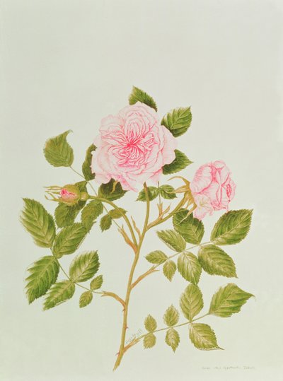 Rosa var: Gertrude Jekyll (akvarelli) tekijältä Peggy Wyatt