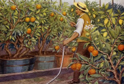 Appelsiinit ja sitruunat (väri litho) tekijältä Percy James Billinghurst