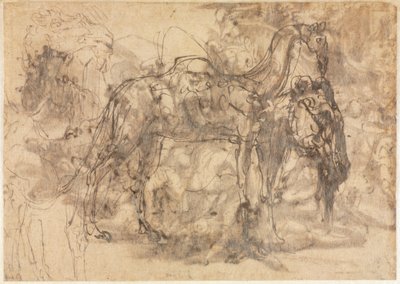 Luonnokset eläimistä verso, c. 154547. tekijältä Perino del Vaga