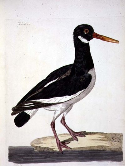 Sea Pie tai Oystercatcher (Haematopus ostralegus) -levy julkaisusta "The British Zoology, Class II: Birds", kaiverrus Peter Mazell (fl.1761-97) 1766 (kaiverrus) tekijältä Peter (after) Paillou