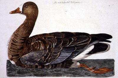 White-Fronted Goose (Anser albifrons) -levy 