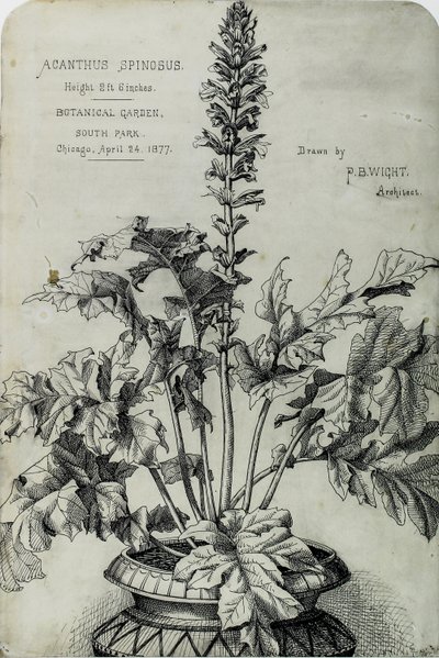 Acanthus Spinosus, Esityspiirrokset tekijältä Peter Bonnett Wight