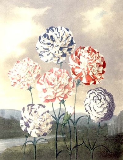 Ryhmä neilikoita: Dianthus caryophyllus, Caldwallin kaiverrus Thorntonin "Floran temppelistä" tekijältä Peter Charles (after) Henderson