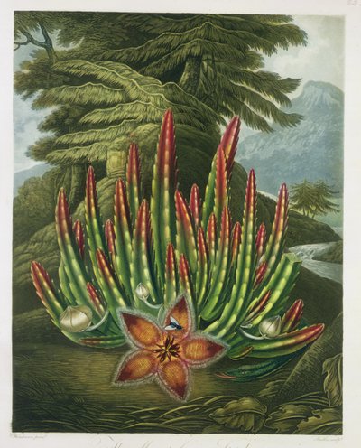 Maggot-Bearing Stapelia, Stadlerin kaiverrus, Robert Thorntonin teoksesta 