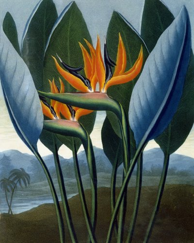 Kuningatar, kaiverrettu R. Cooperin toimesta, R.J. Thorntonin teoksesta 