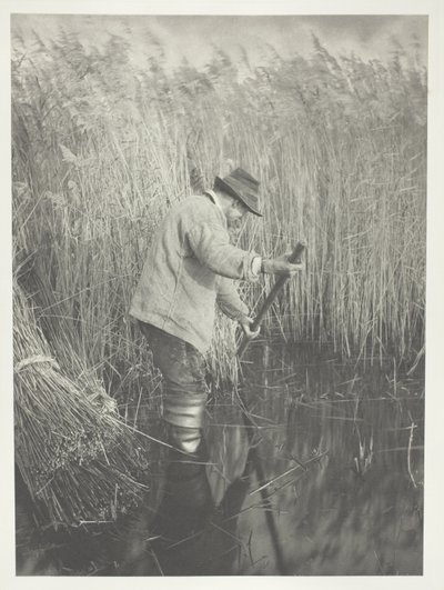 Ruoko-Cutter työssä tekijältä Peter Henry Emerson