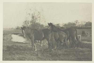 Varsat Norfolkin suolla tekijältä Peter Henry Emerson
