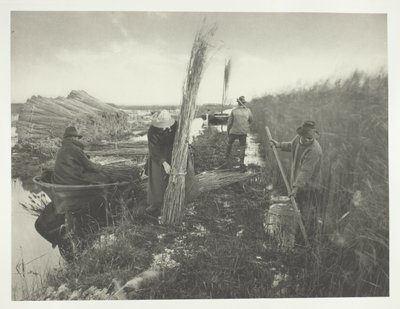 Ruoko sadonkorjuun aikana tekijältä Peter Henry Emerson