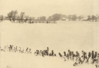 Suon rikkaruohot,vuonna 1895 tai sitä ennen (kuva). tekijältä Peter Henry Emerson