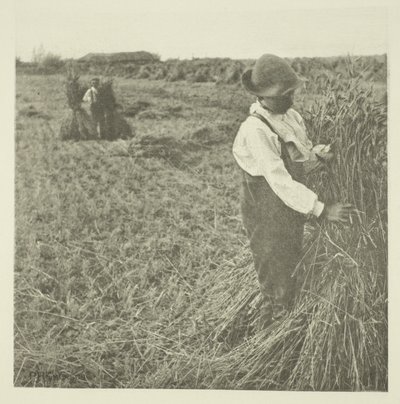 Shocking Corn (Norfolk) tekijältä Peter Henry Emerson