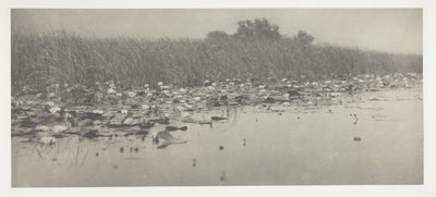 Vesililjat tekijältä Peter Henry Emerson