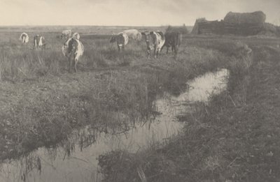 Karjaa suoilla tekijältä Peter Henry Emerson and T.F. Goodall