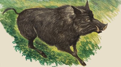 Kun he olivat nuoria tekijältä Peter Jackson