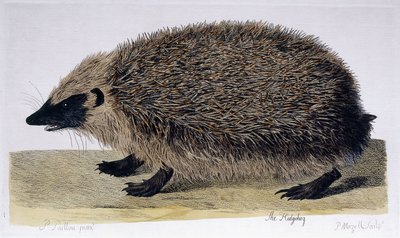 Siili, 1761-1766 tekijältä Peter Paillou