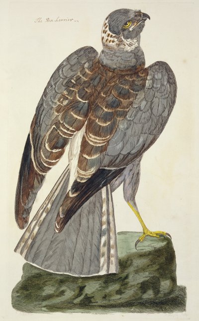 Henharrier (Circus cyaneus) -levy julkaisusta "The British Zoology, Class II: Birds", kaivertanut Peter Mazell (fl.1761-97) 1766 tekijältä Peter Paillou