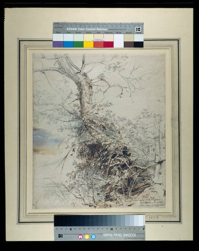 Kuoleva puu, jonka runko on peitetty sipulilla, aidan vieressä, n. 1618-20 (kynä ja muste liitujen päällä, pesu paperille) tekijältä Peter Paul Rubens