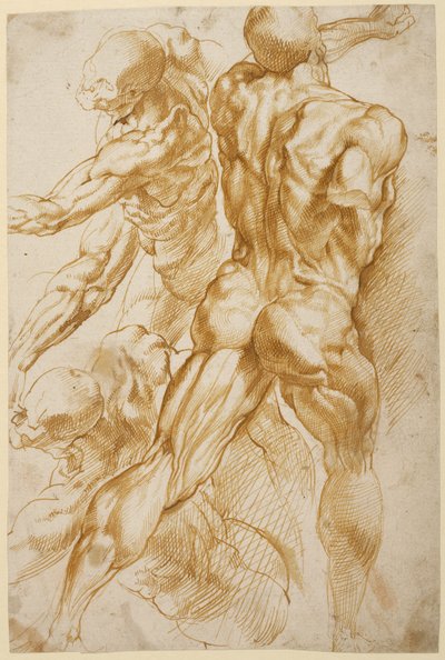 Anatomiset tutkimukset tekijältä Peter Paul Rubens