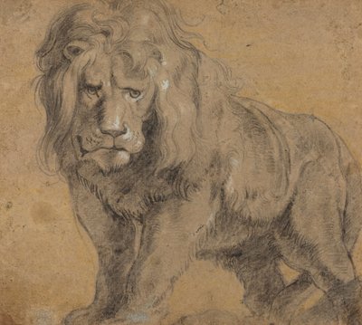 Leijona, n. 1612-13 (musta liitu paperille) tekijältä Peter Paul Rubens